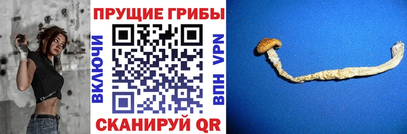 где продают   Нелидово  блэк спрут как зайти  Псилоцибиновые грибы MAGIC MUSHROOMS 
